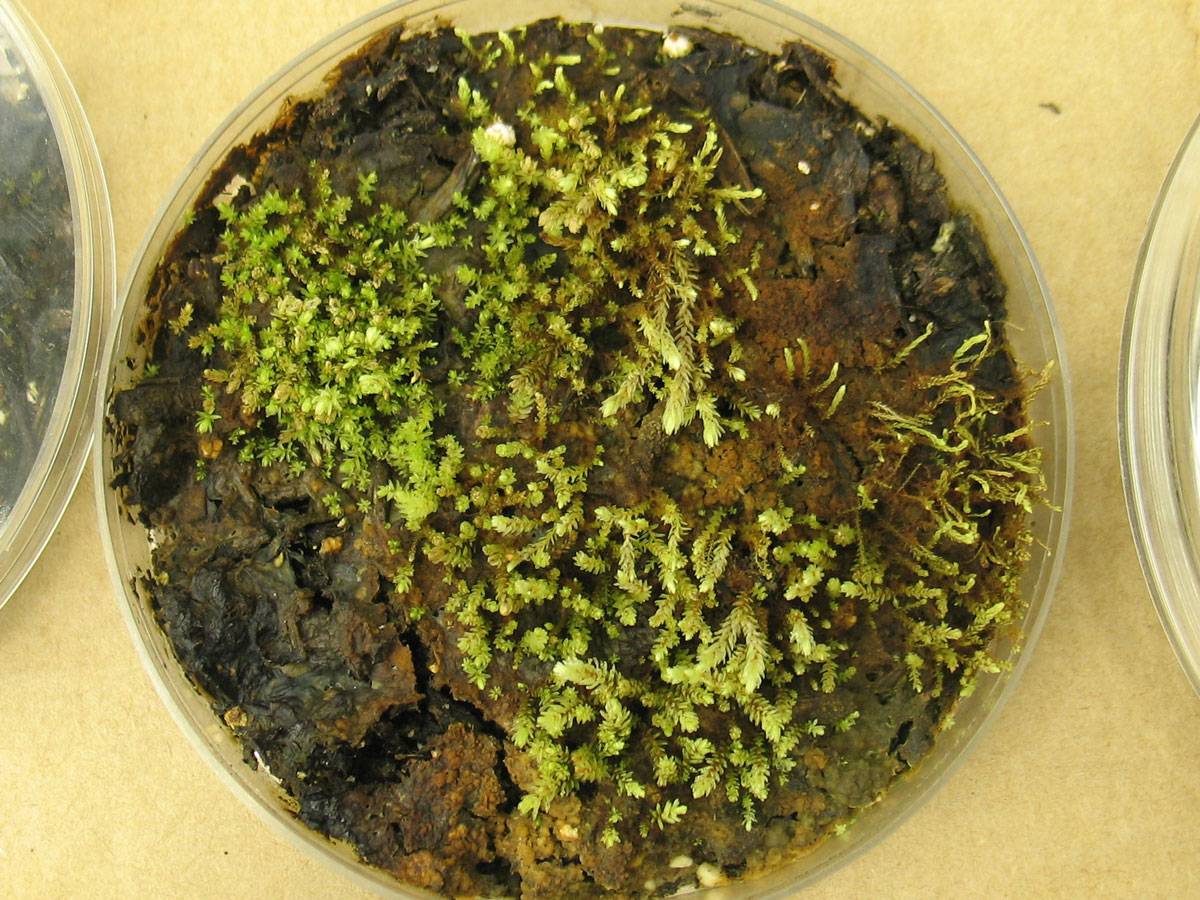 Las briófitas permanecen dormidas en caso de desecación y reviven cuando las condiciones vuelven a ser favorables. / Catherine La Farge