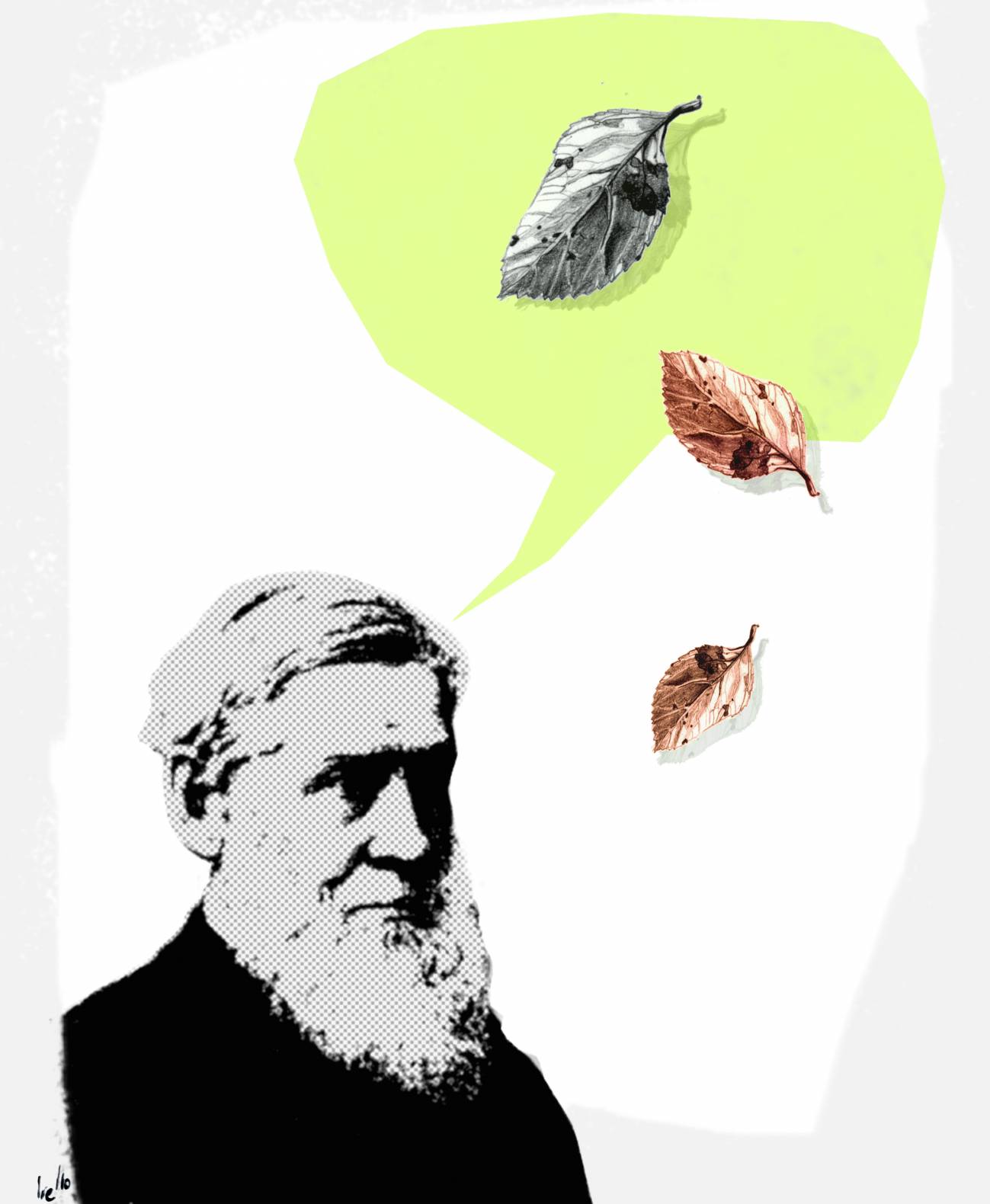 Hoy se cumplen 200 años del nacimiento de Asa Gray, naturalista y médico, considerado uno de los botánicos más importantes de la historia