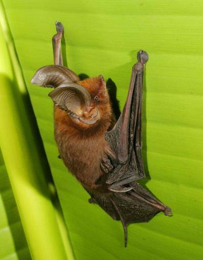 Descubren el secreto de los murciélagos con pies ventosa 