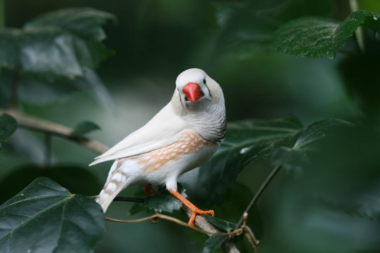 Las aves cantoras dominan y mejoran su canto con la práctica