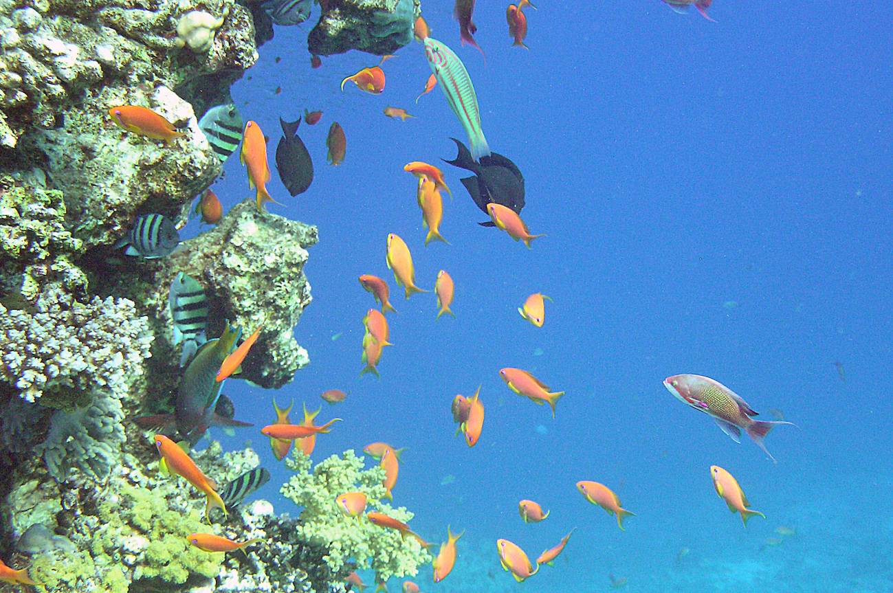 Cerca del 70% de los corales de agua fría se expondrán a aguas corrosivas en 2100