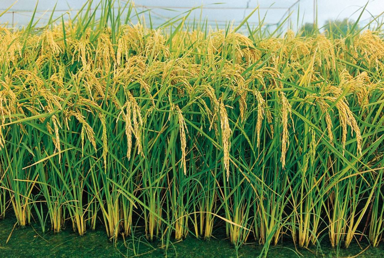 Cultivo de la nueva variedad de arroz a la que se ha llamado 'Manuela'