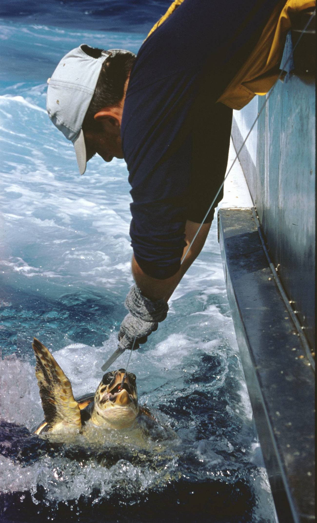 ¿Cómo reducir las capturas accidentales de la tortuga boba?