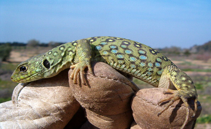 Crean refugios artificiales para salvar a los reptiles de Doñana