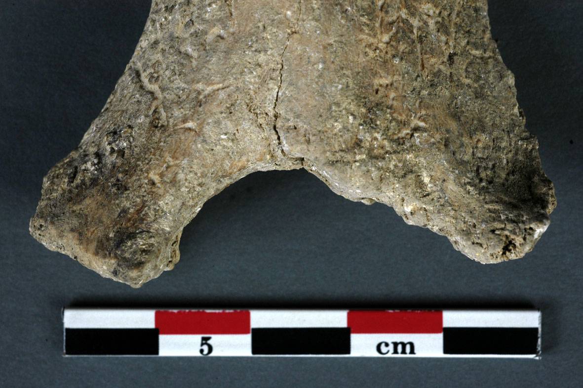 Descubren evidencias de una operación quirúrgica de hace casi 7.000 años