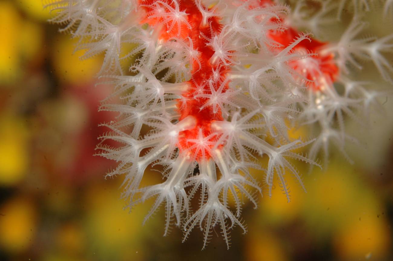 Descubren los secretos cristalográficos del coral rojo