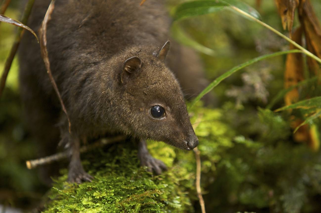 Descubren un tesoro de biodiversidad en las montañas de Nueva Guinea