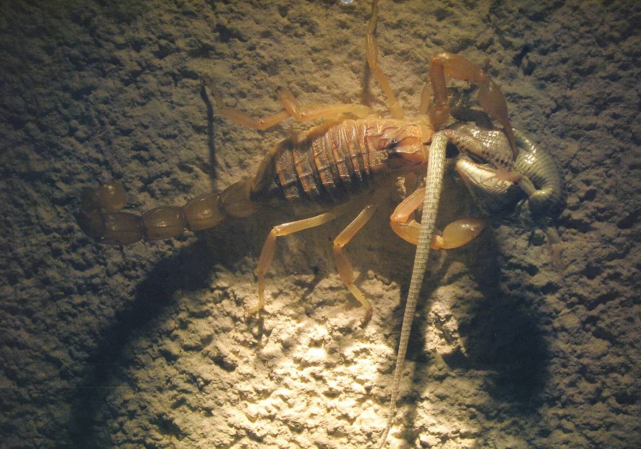 En las Islas Columbretes los escorpiones se comen a las lagartijas y las lagartijas, a los escorpiones.