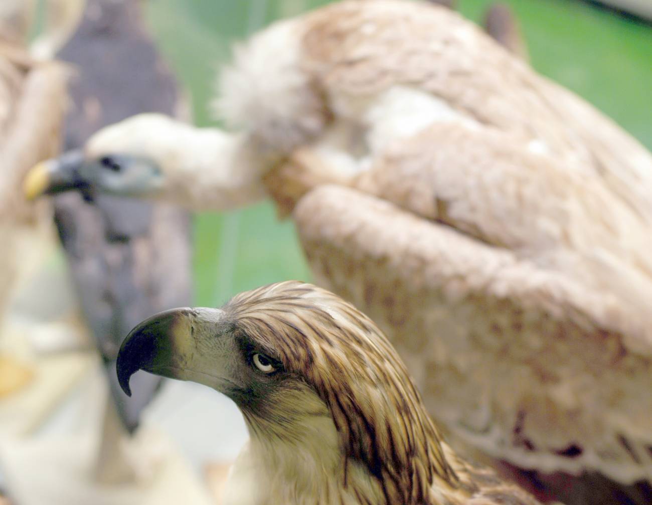 El Almacén de Aves y Mamíferos del Museo Nacional de Ciencias Naturales abre sus puertas al público