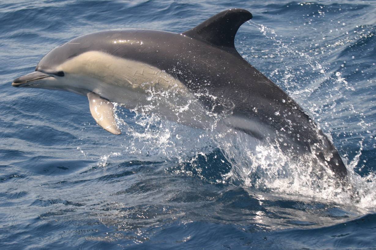 El lenguaje humano y el movimiento de los delfines coinciden en la brevedad