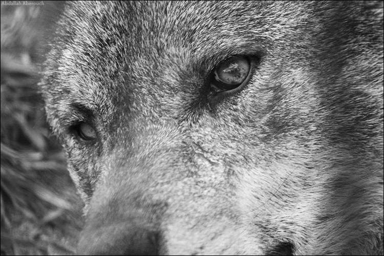 El lobo: sentido y sensibilidad
