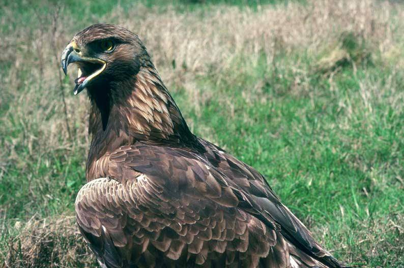 Entregan dos ejemplares de águila imperial ibérica al Zoo de Madrid