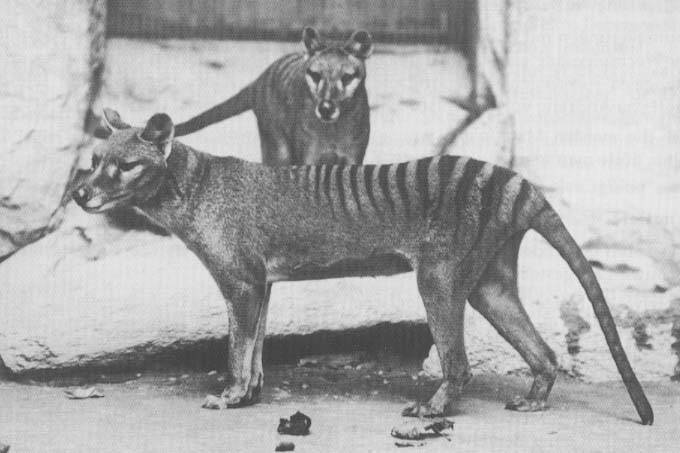 Secuencian el ADN del extinto tigre de Tasmania con ejemplares conservados en museos