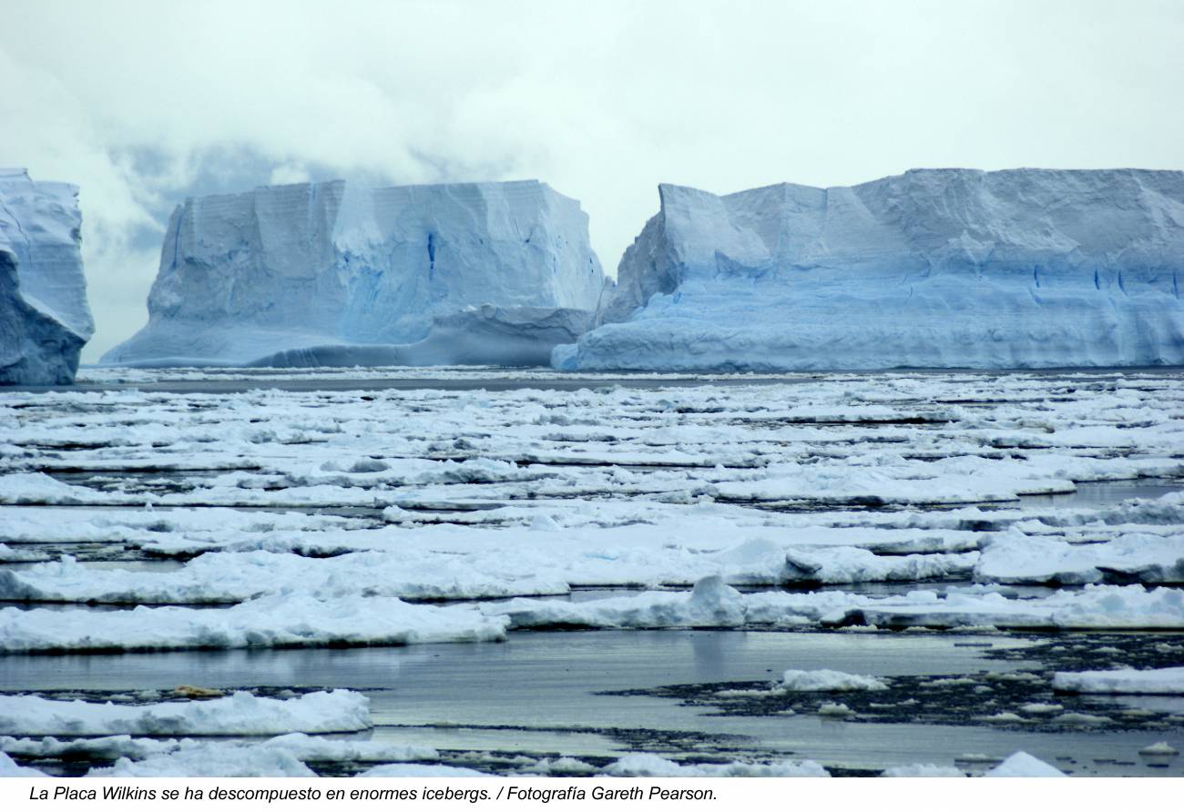Investigadores españoles presencian la fragmentación y desprendimiento de la placa de hielo Wilkins en la Antártida