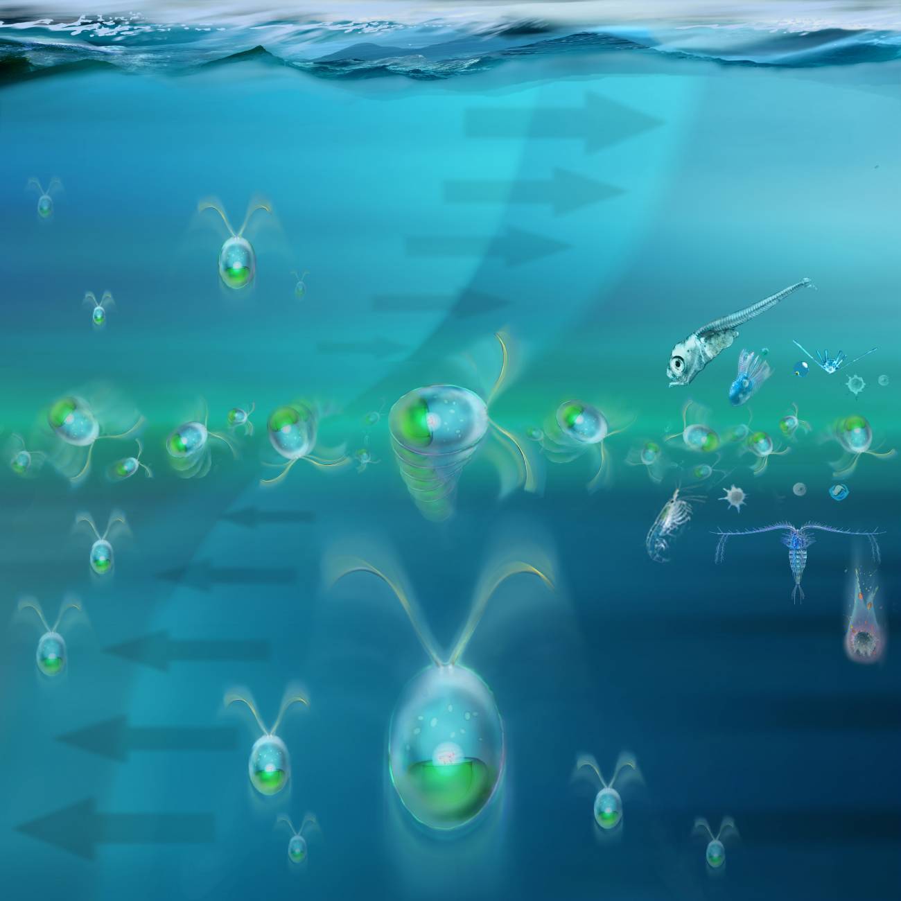 Una investigación sobre fitoplancton podría ayudar a predecir la formación de mareas rojas