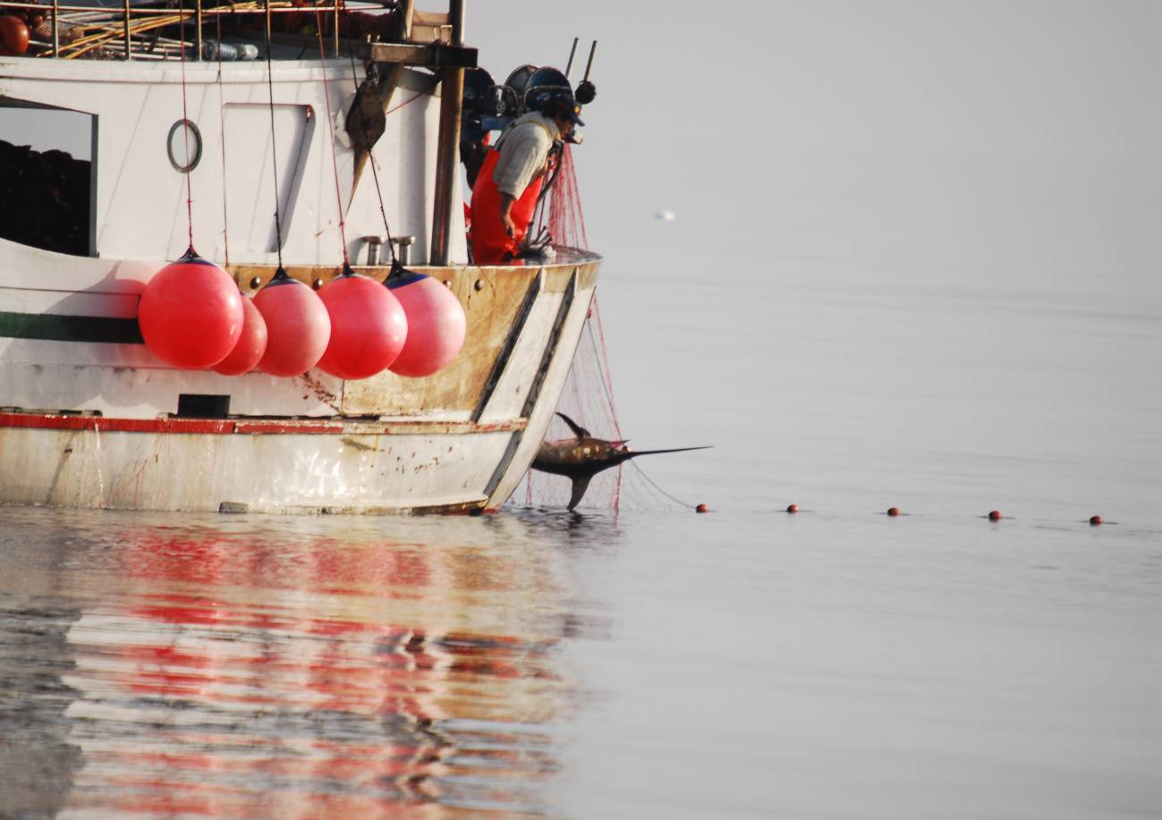 Más de la mitad de las capturas de pez espada en el Mediterráneo son ilegales