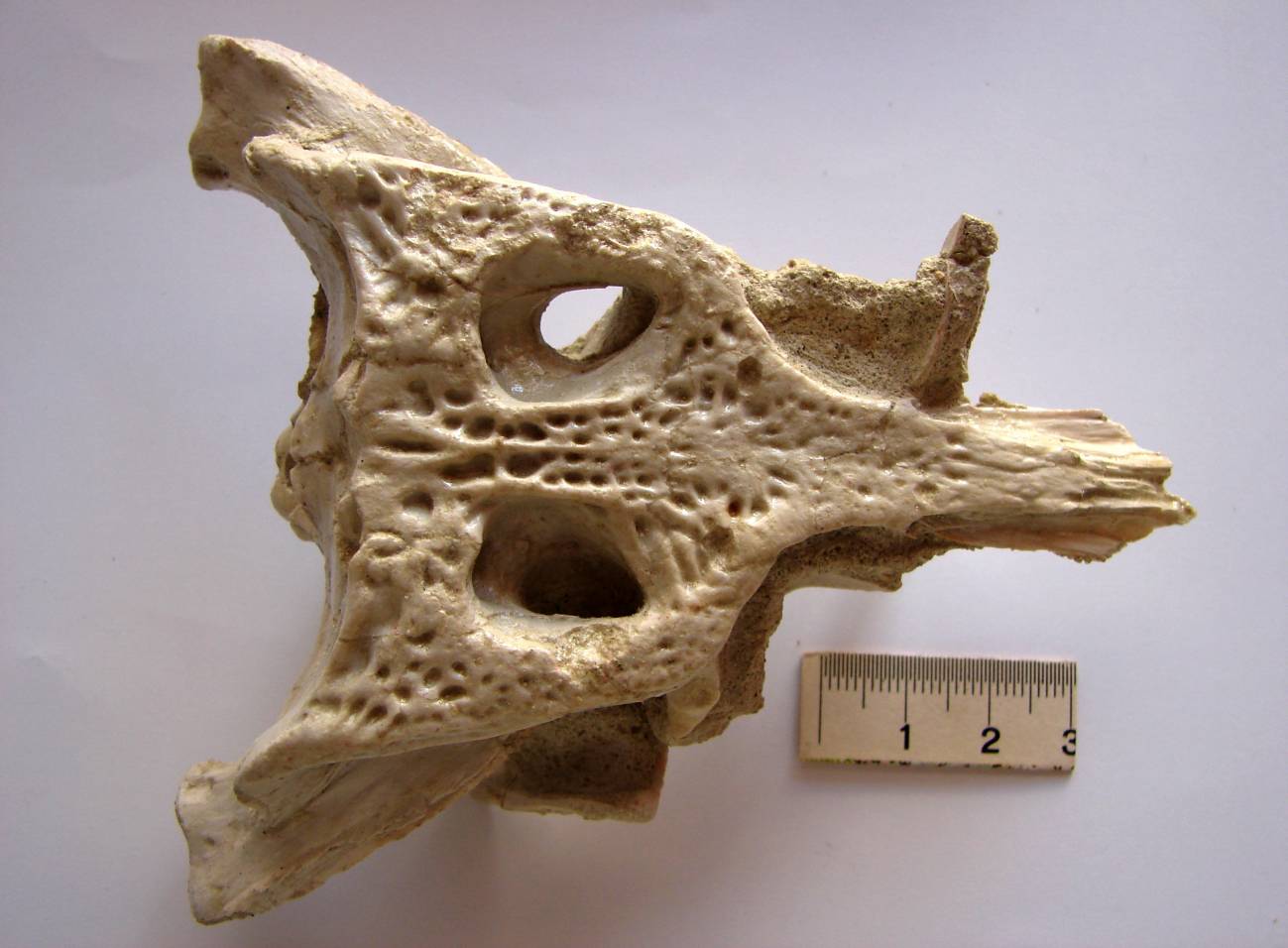 Hallados en Zamora los restos fósiles de un cocodrilo de hace más de 40 millones de años