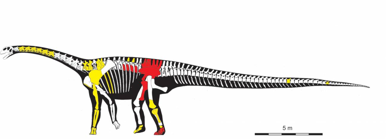 Esqueleto de Turiasaurus riodevensis
