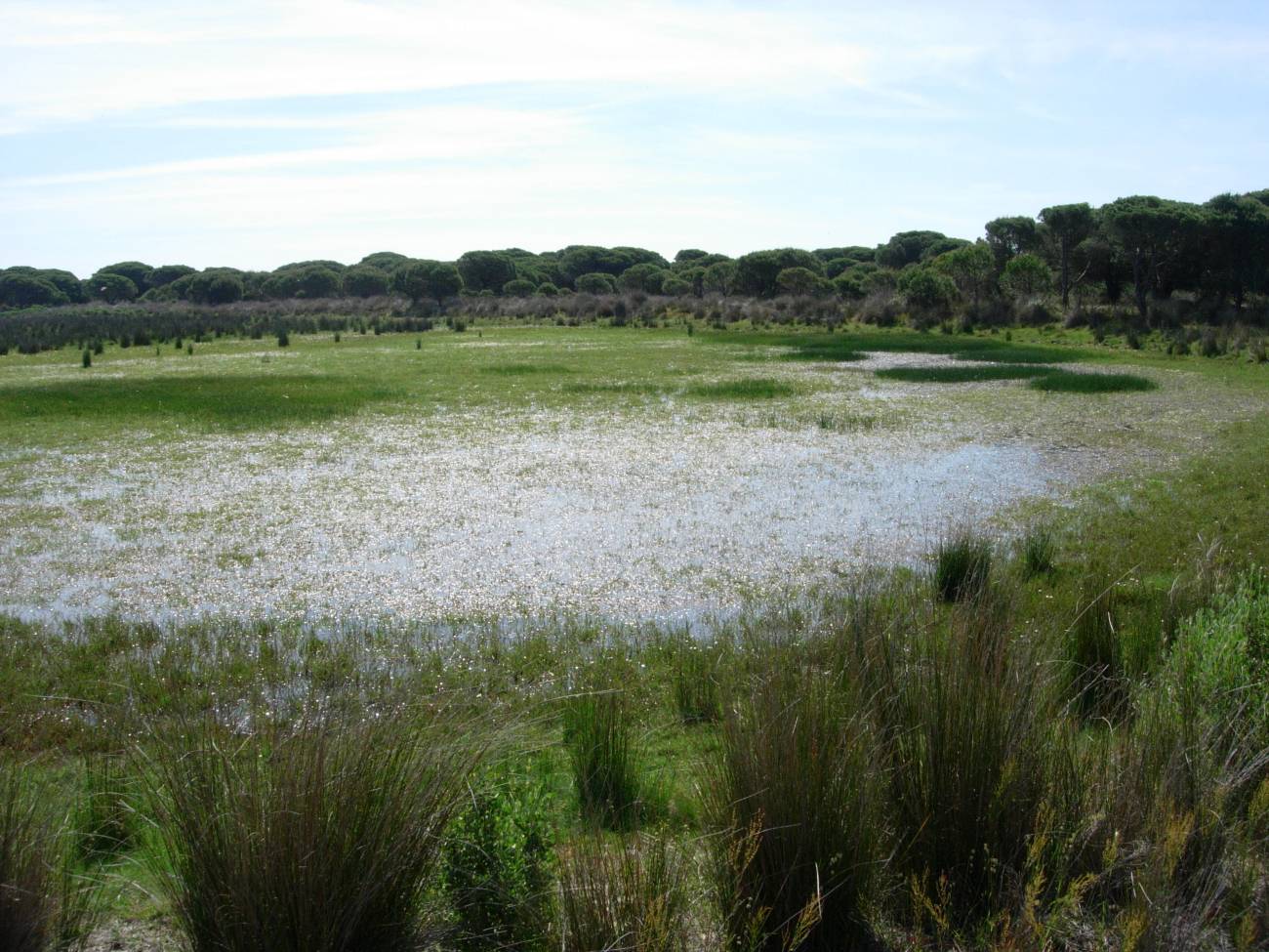 Huelva se traga las lagunas costeras de Doñana