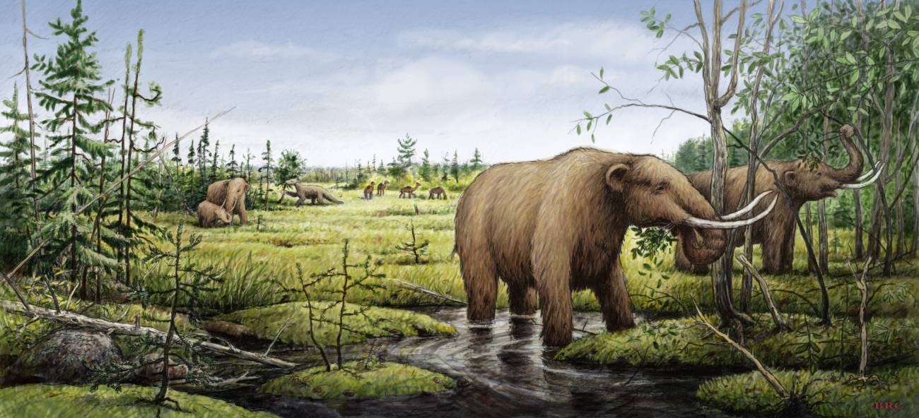 La extinción de los mamuts cambió los paisajes de Norteamérica