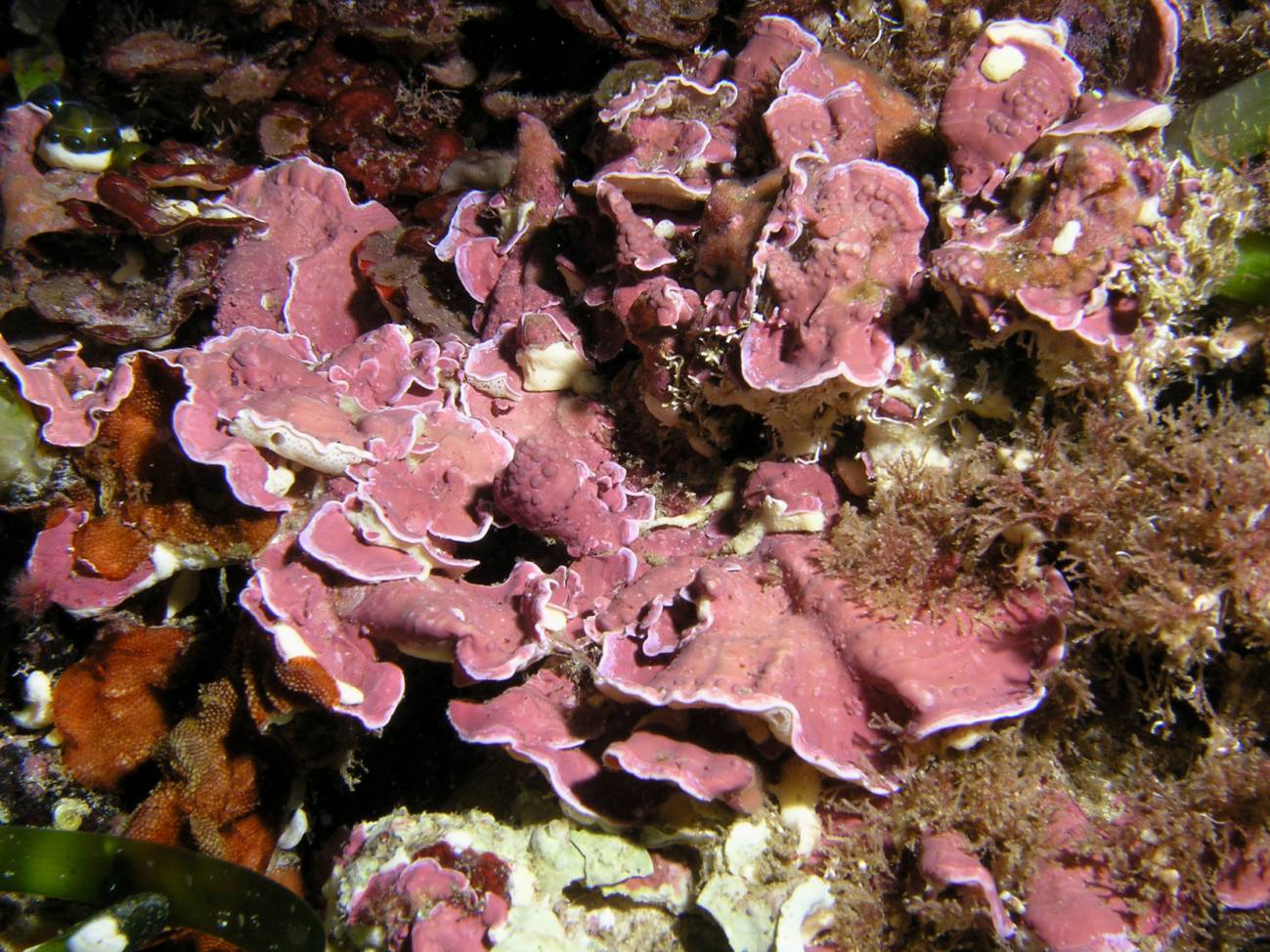 Algas coralinas en la actualidad en el Cabo de Gata (Mar Mediterráneo)