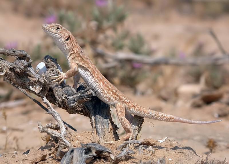 Las lagartijas cambian su dieta para evitar a los predadores
