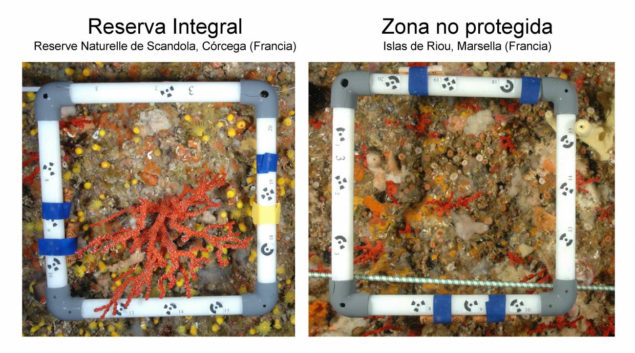 Las reservas marinas protegen al coral rojo del Mediterráneo