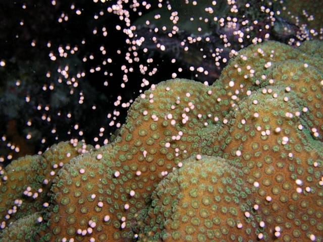 Los “bebés” corales vuelven a casa bailando