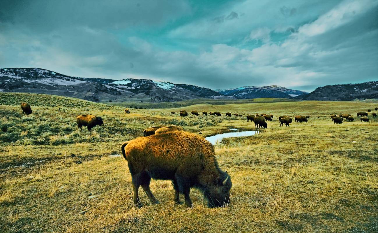 Los bisontes americanos regresarán a las grandes llanuras