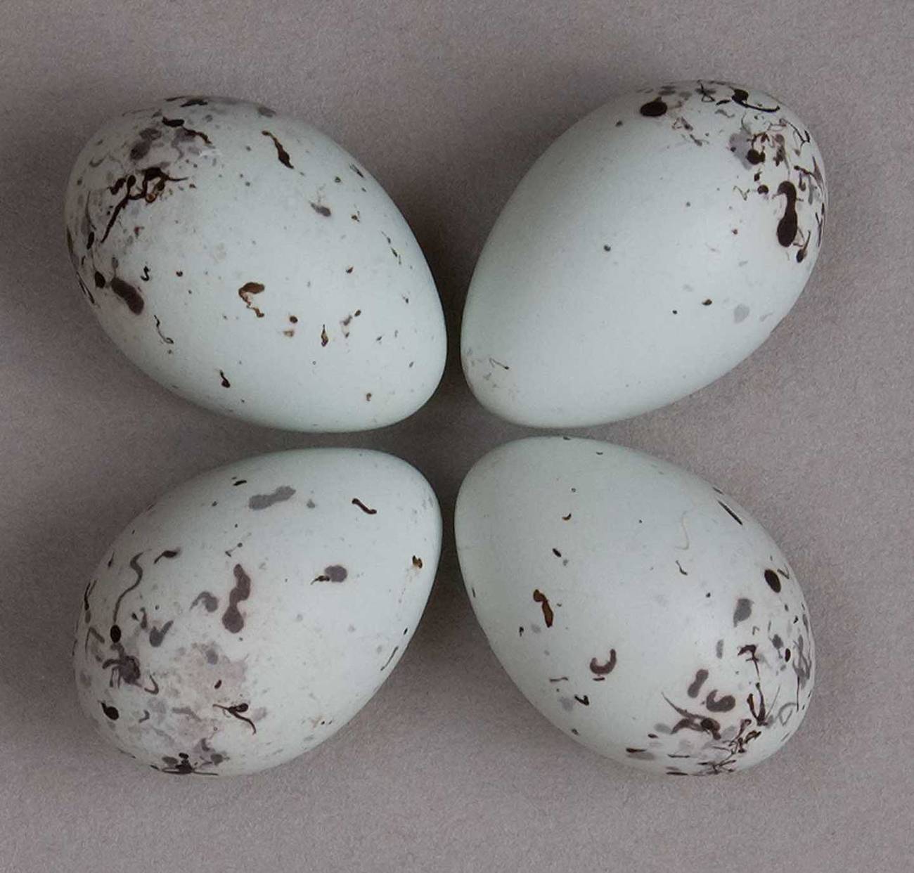 Huevos de calandria café (Icterus spurius). 
