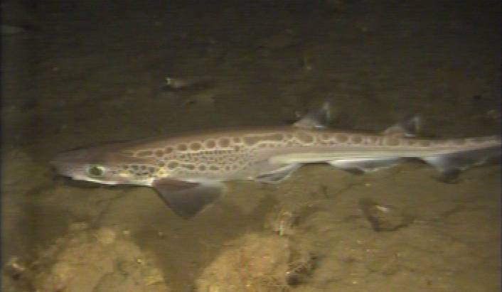 Los tiburones de las profundidades del Mar Cantábrico son cazadores oportunistas
