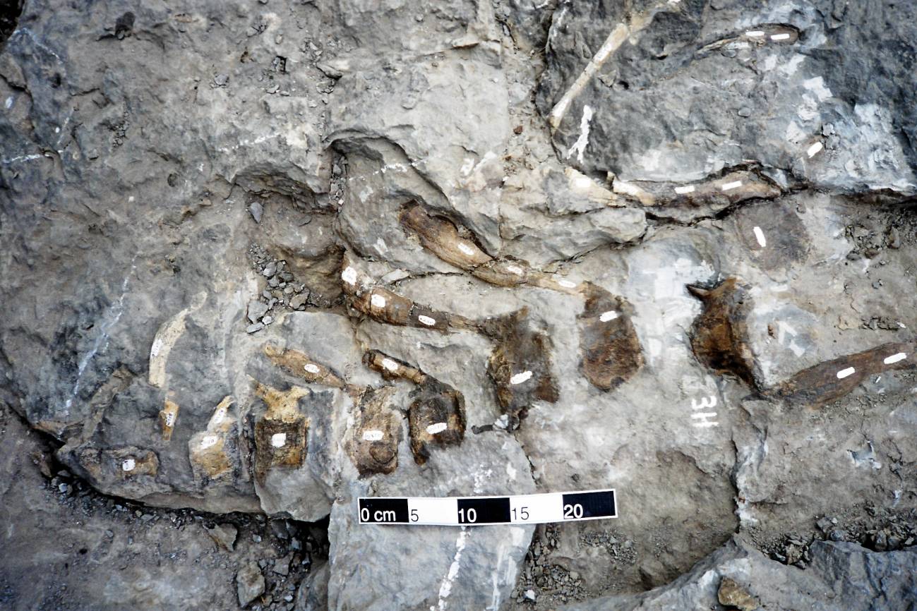 Huesos del nuevo hadrosaurio Arenysaurus ardevoli en el yacimiento de Arén (Huesca).