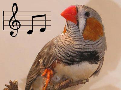 Pájaros y mamíferos comparten un circuito cerebral para el aprendizaje