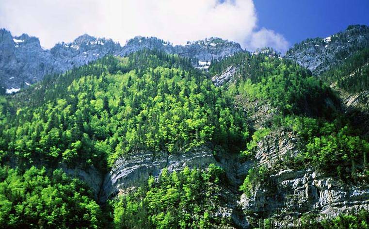Presentan el Libro Verde sobre protección de bosques en la UE ante la mirada crítica de los ecologistas