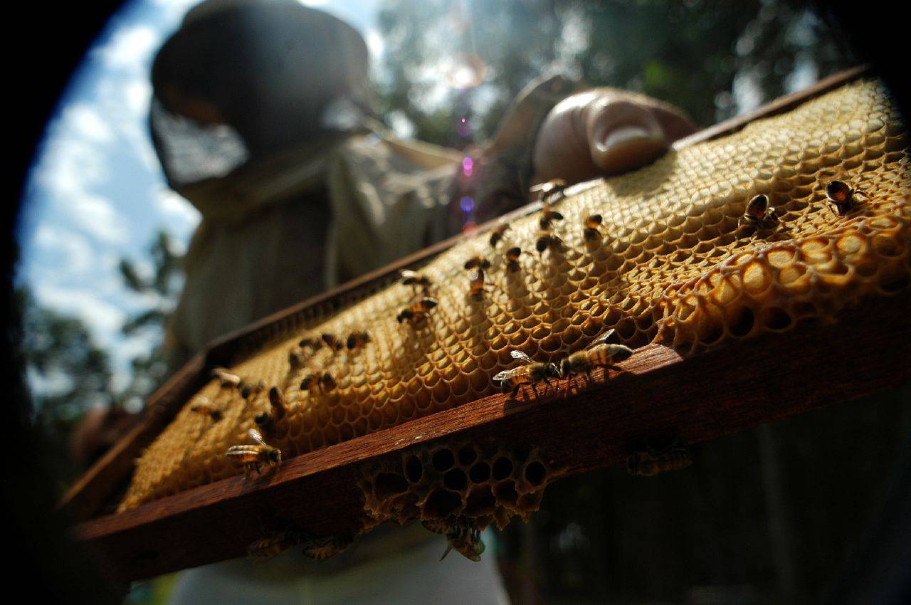 Publican un manual sobre la apicultura ecológica en España