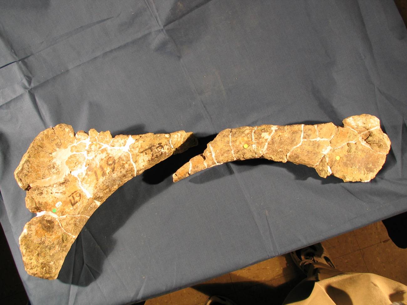 Reconstruyen la enigmática ruptura de miles de huesos de dinosaurios