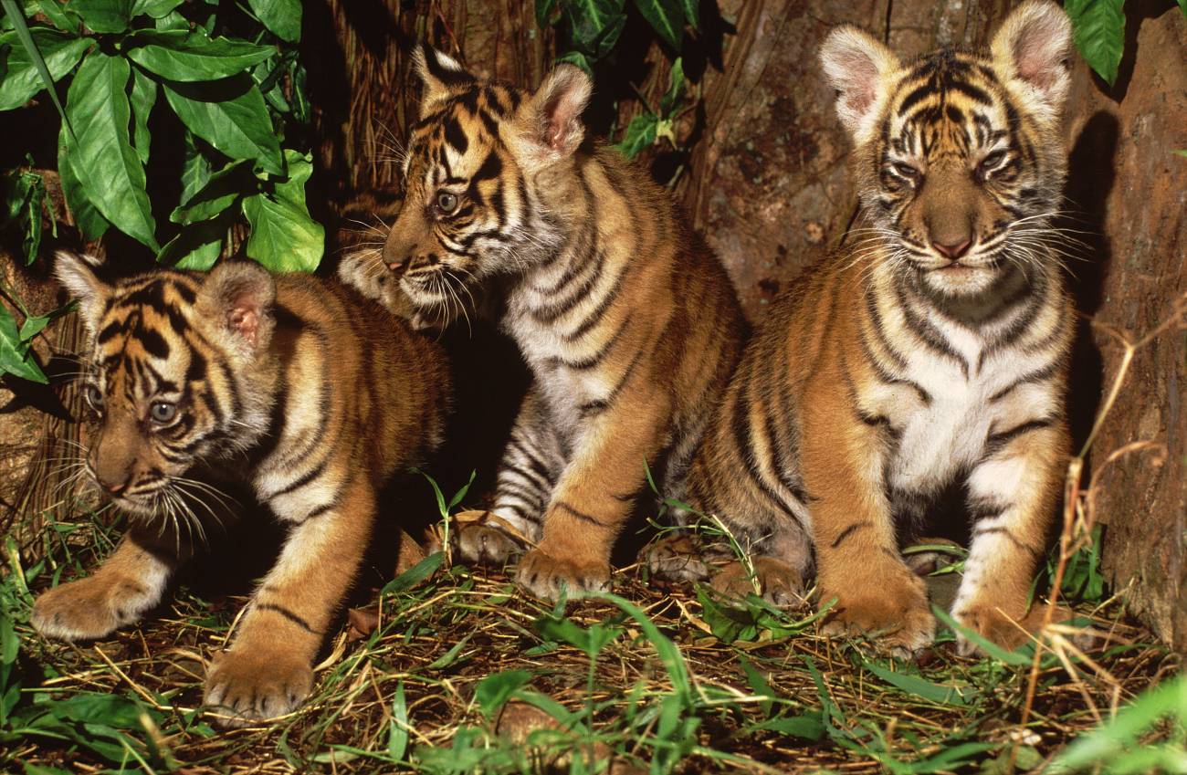 Revelan las primeras imágenes de una tigresa de Sumatra y sus cachorros