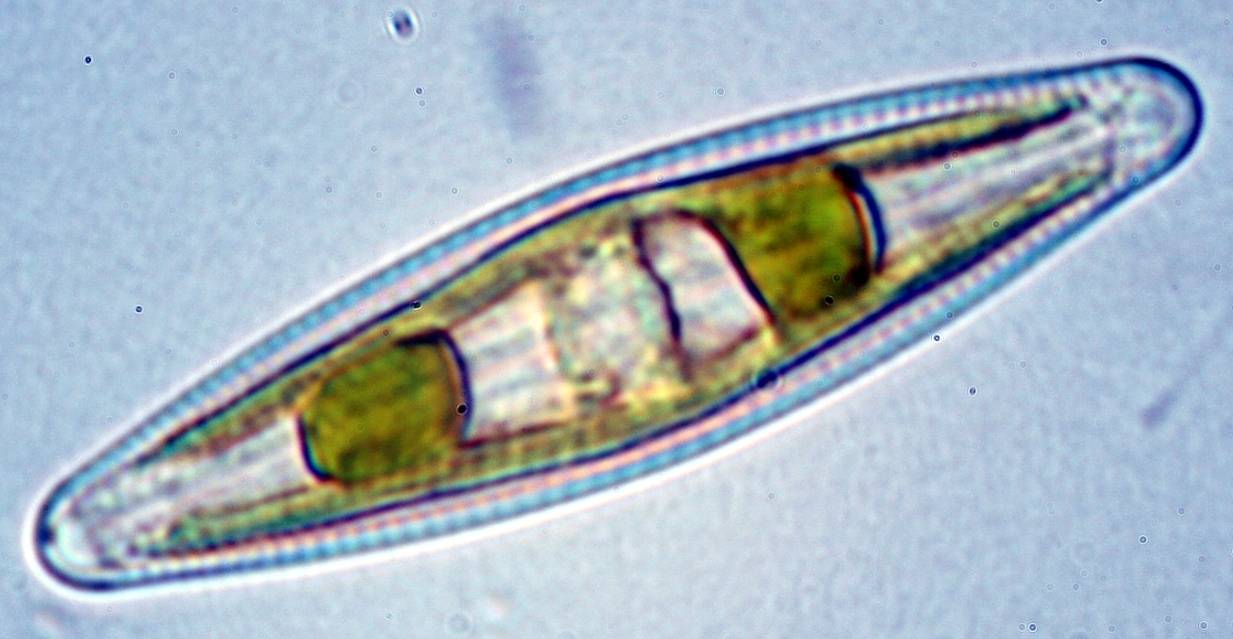 Diatomea del género Navicula