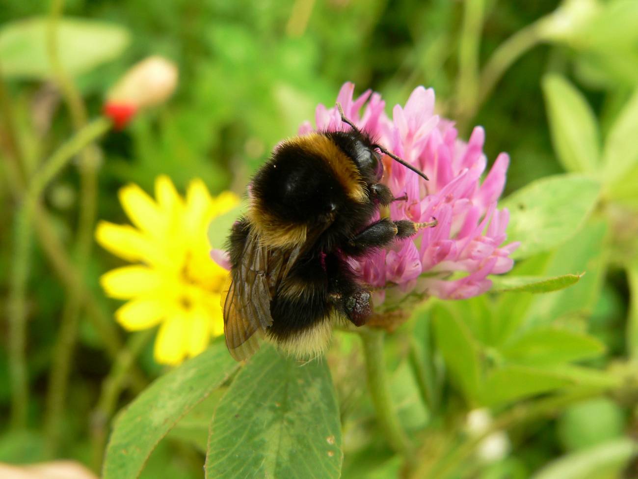 El abejorro Bombus ruderata está reapareciendo en mezclas de flores sembradas para fines agroecológicos.