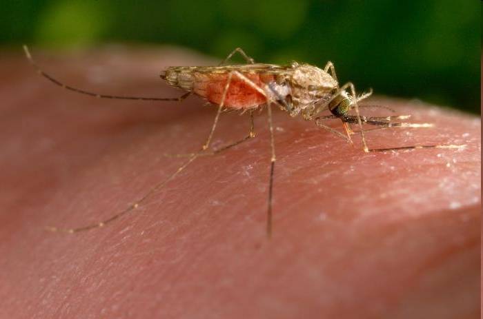 Un estudio abre nuevas vías para combatir la malaria