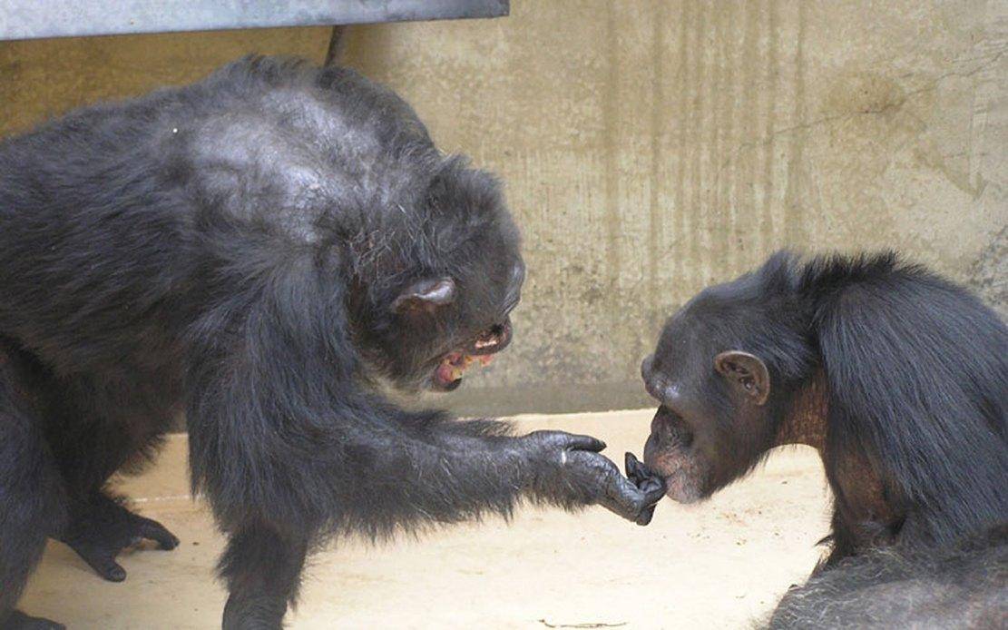 Un estudio de los gestos de los chimpancés da pistas sobre el origen del lenguaje humano