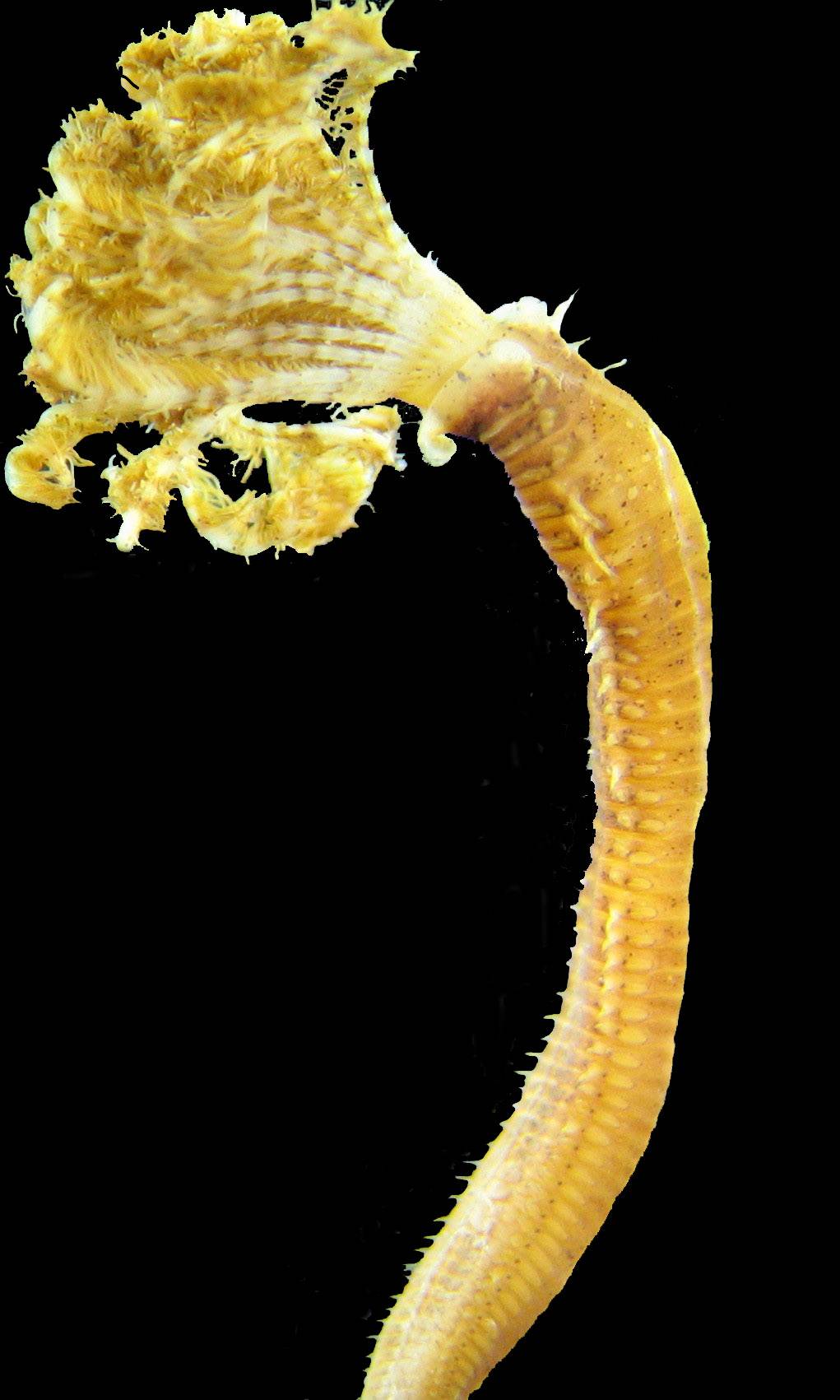 Un gusano marino del océano Índico se muda al Mar Menor