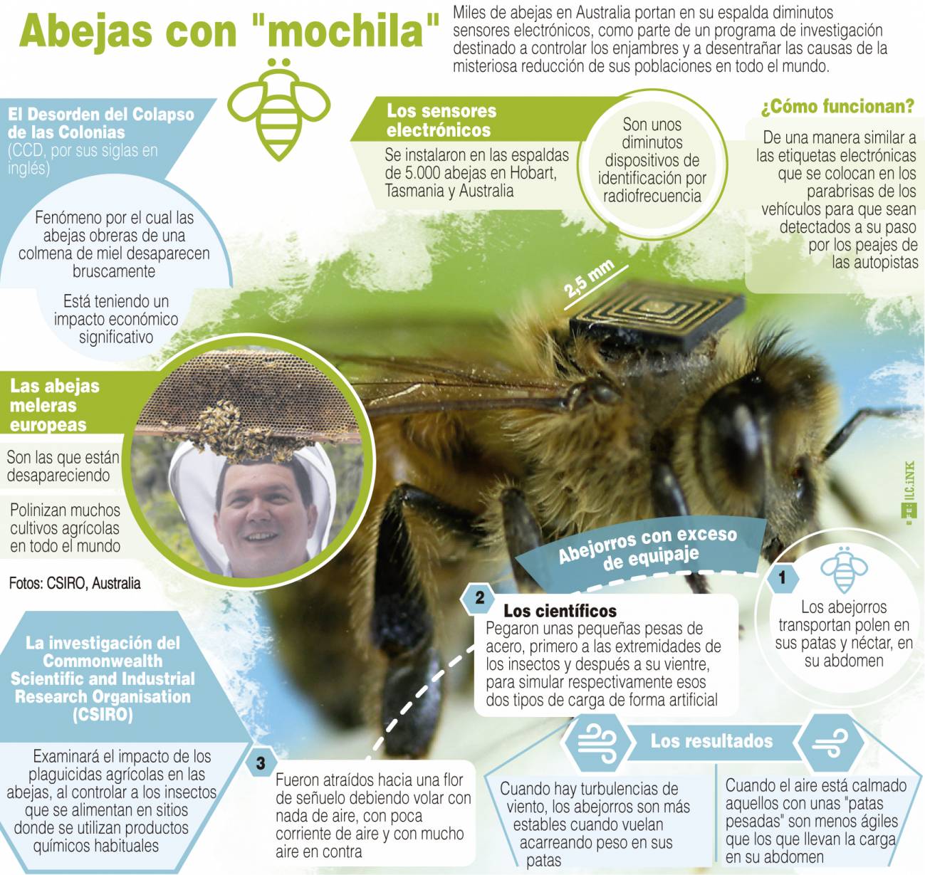 Infografía explicativa de la investigación llevada a cabo en Australia con abejas. / Efe
