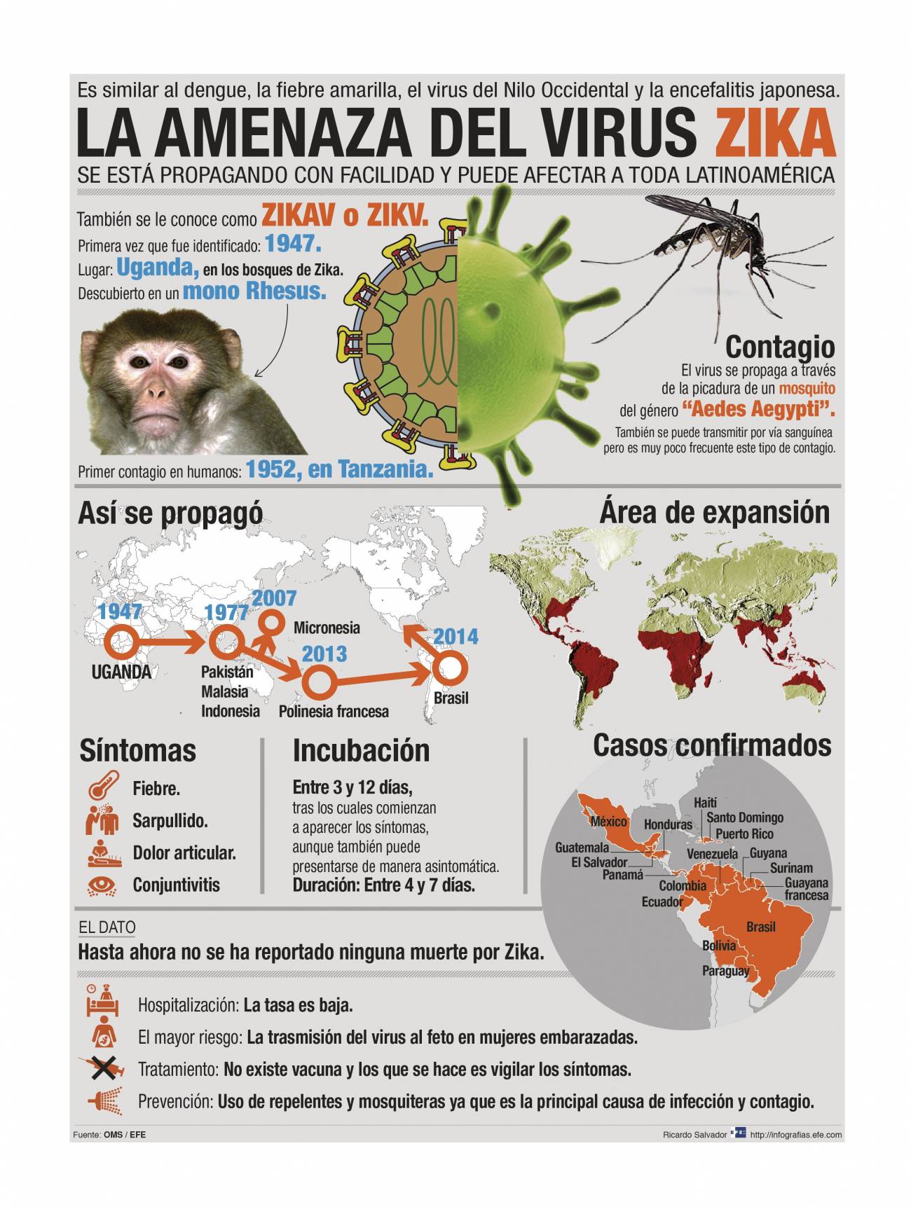 Infografía del virus zika. / Efe