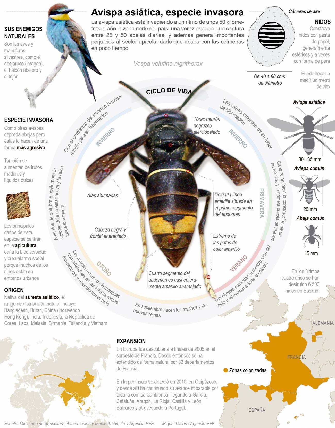 Infografía descriptiva de la avispa asiática. / Efe