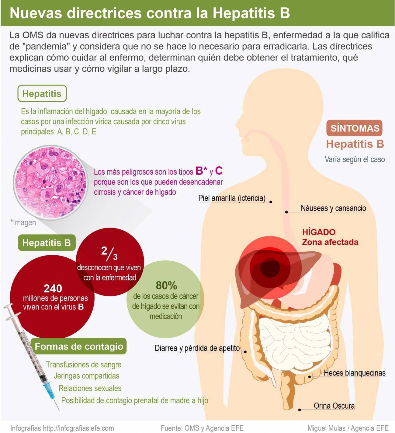 Infografía con detalles sobre las características y transmisión de la hepatitis B. / Efe
