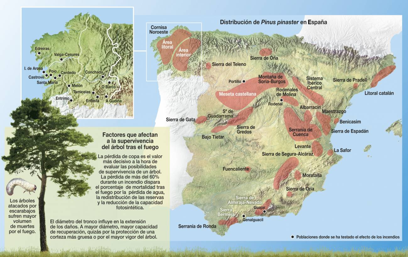 Infografía. Los pinos resineros de la meseta castellana y de Galicia sobreviven menos tras un incendio