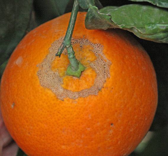 Este insecto provoca una cicatriz redonda en la parte alta del fruto