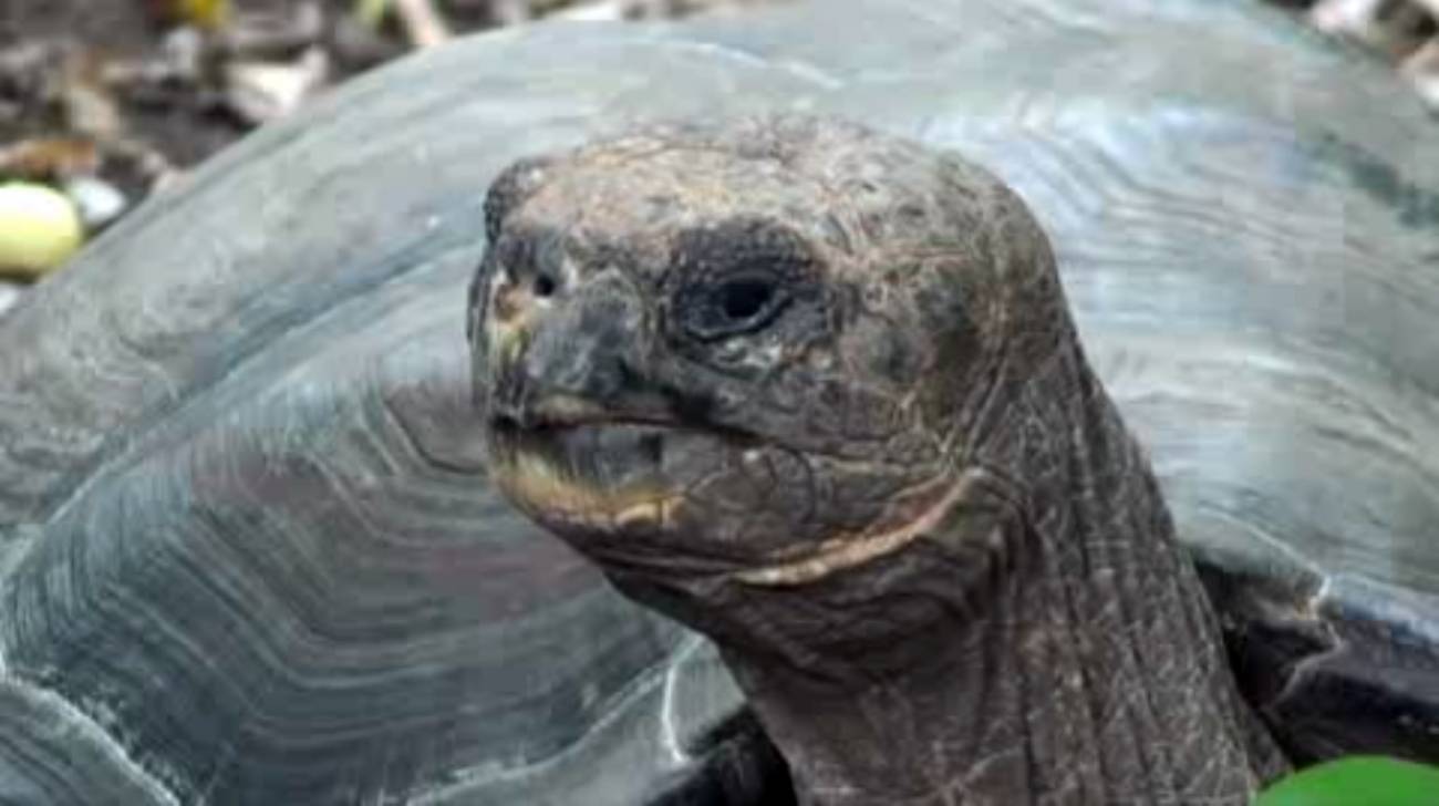Al rescate de las tortugas gigantes de Galápagos