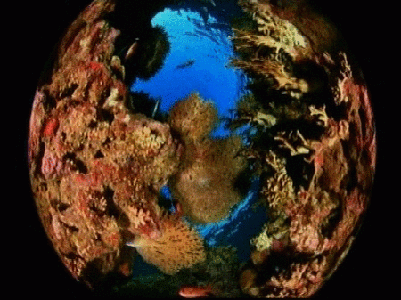 Arte submarino en el Mar Rojo